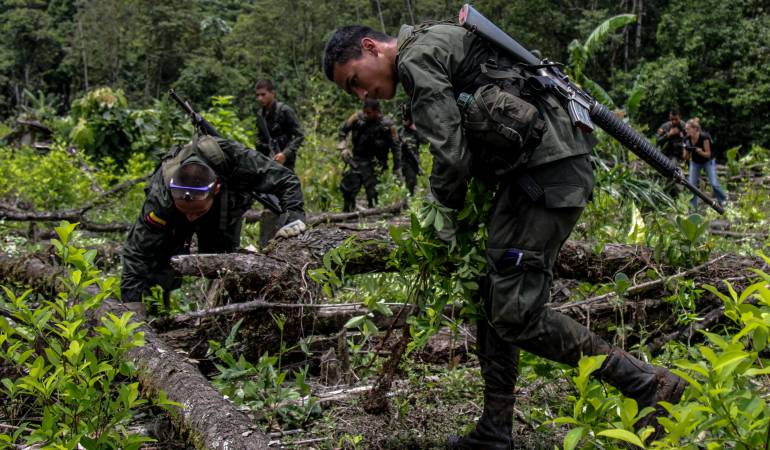 Erradicación de cultivos de coca.