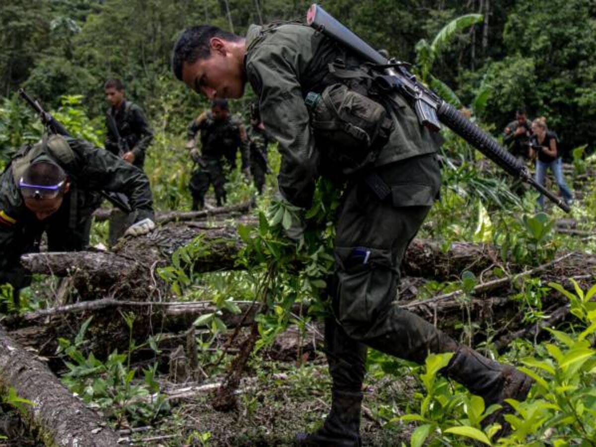 Gobernación de Nariño pide priorizar programa de sustitución de coca