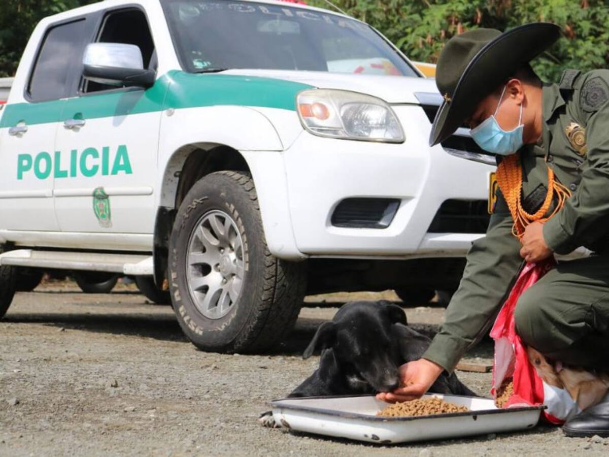 El abandono de animales no es una consecuencia del miedo por el coronavirus