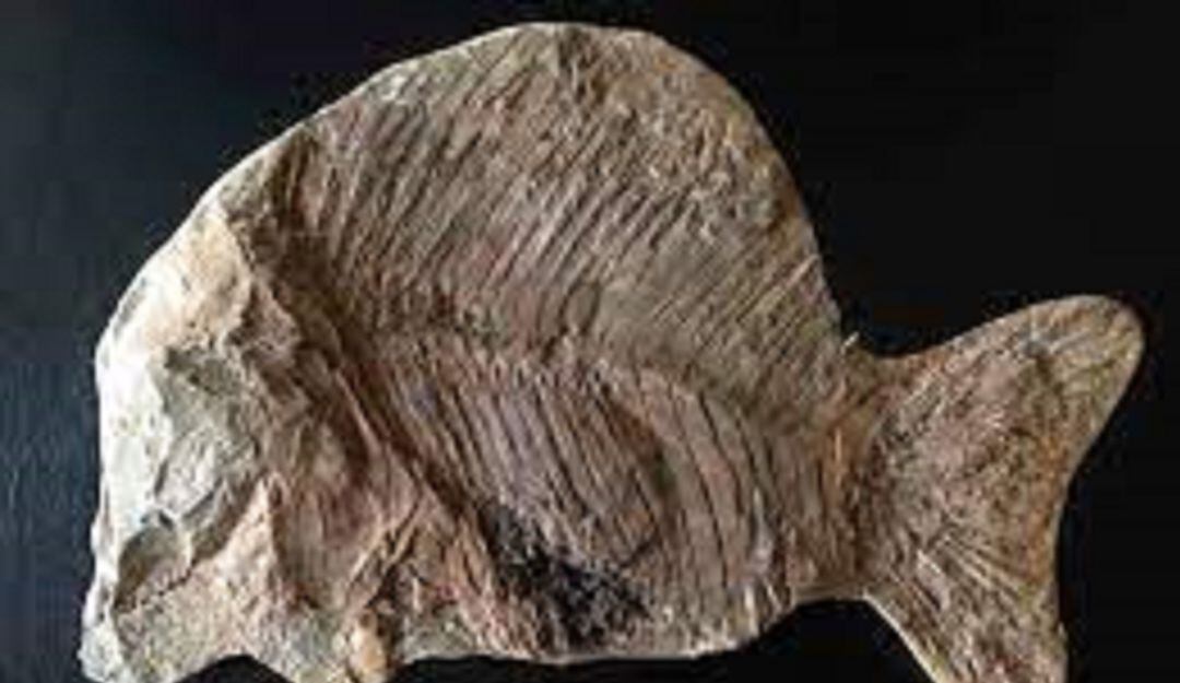 Descubren fósil en 3D de pez con 'ojos saltones' en granja de Reino Unido