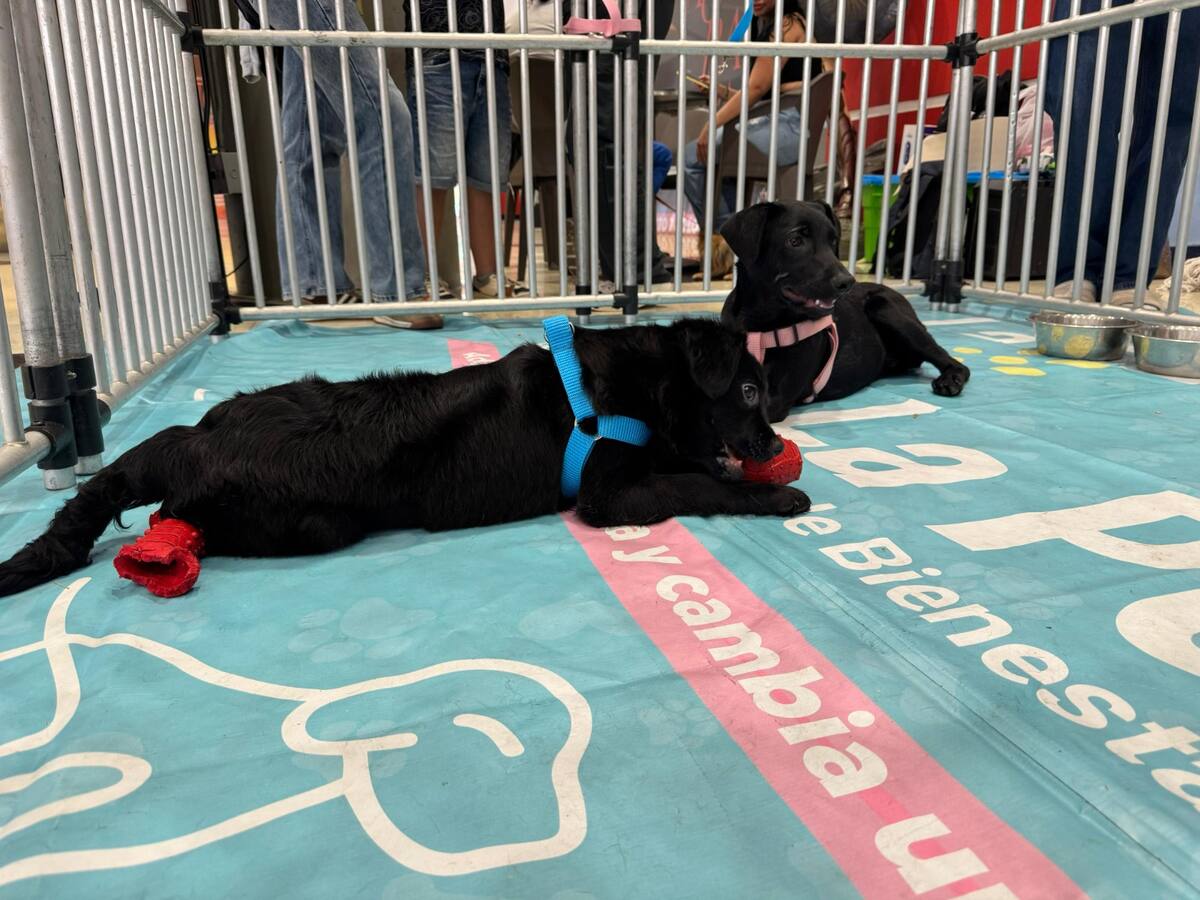En Medellín, 68 perros encontraron hogar gracias a la campaña “Adopta un Superhéroe”