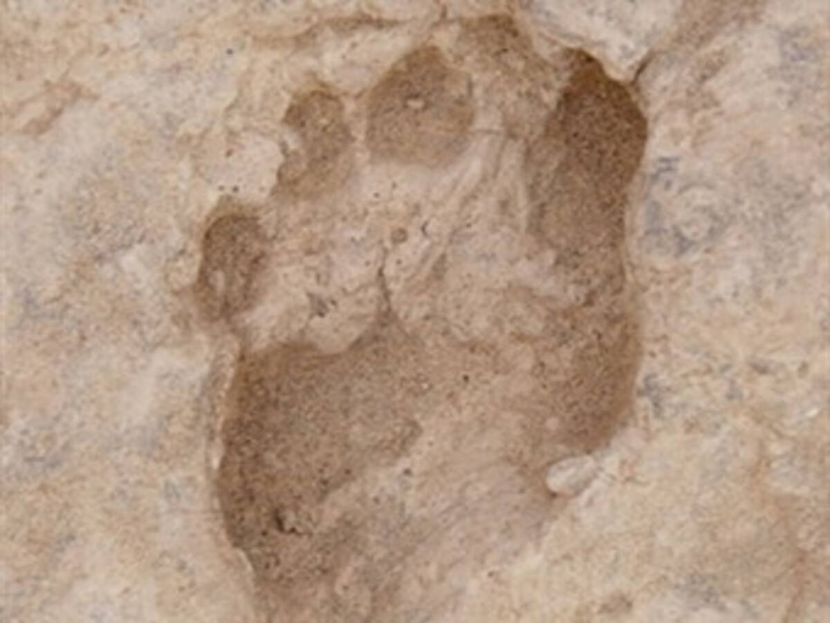 Descubren huellas casi humanas de hace 1,5 millones de años