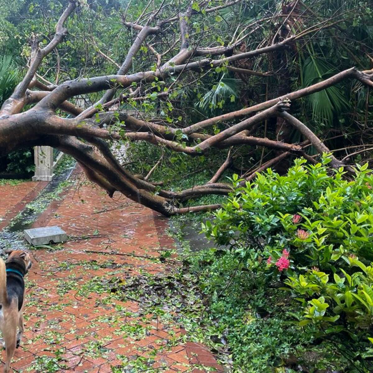 Lluvias récord provocan inundaciones en Hong Kong