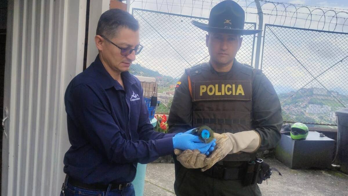 En Caldas liberan aves silvestres que fueron rescatadas, devolviéndolas a su hogar en la naturaleza