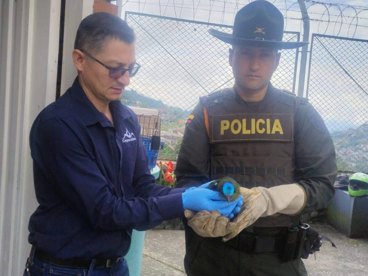 En Caldas liberan aves silvestres que fueron rescatadas, devolviéndolas a su hogar en la naturaleza