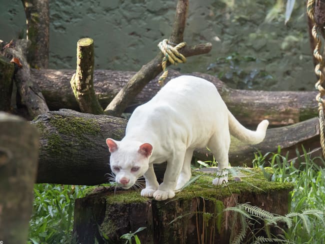 Encuentran en Medellín un animal único en el mundo: había sido rescatado