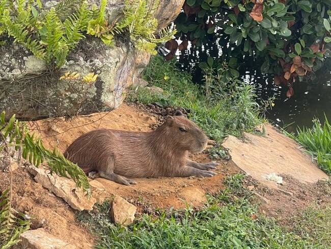 Demandarán a la CDMB por muerte de chigüiro