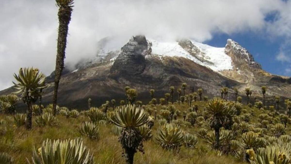 Informe parque Los Nevados