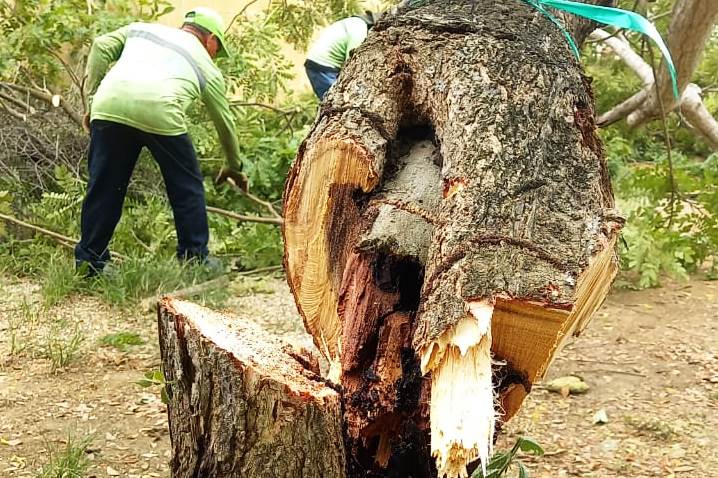 Identifican árboles que representaban peligro inminente en el Colegio de Villas Aranjuez