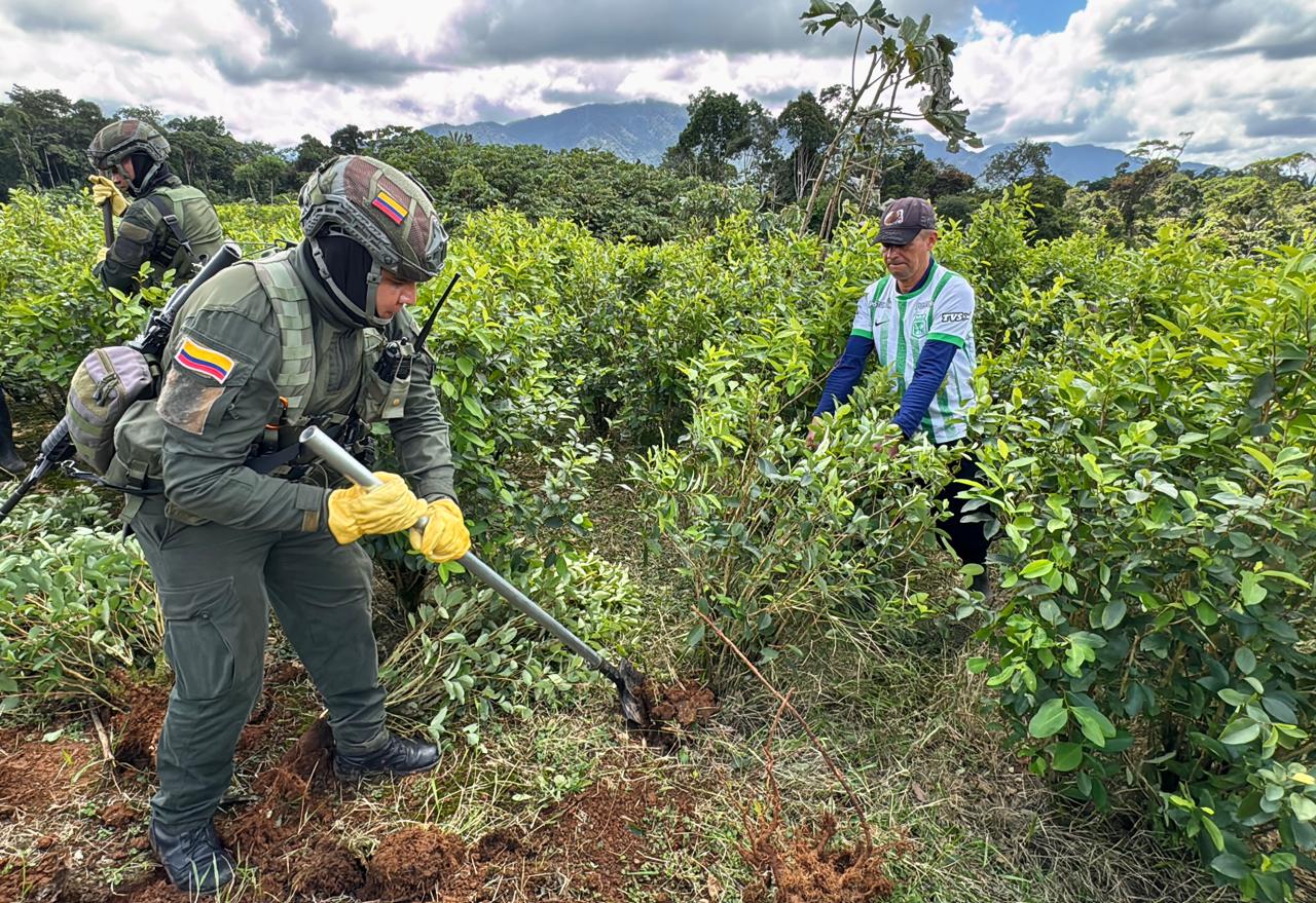 En Putumayo 8 mil familias reemplazarán más de 14 mil hectáreas de coca por cultivos legales.(Foto: Ministerio de Defensa Nacional)