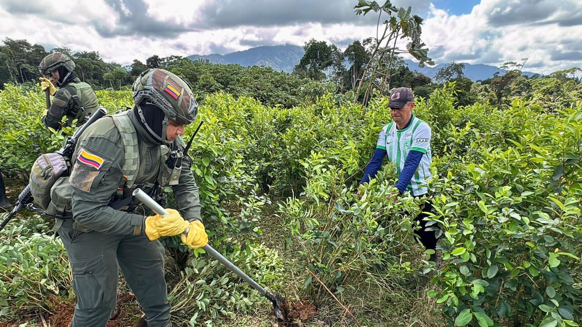 En Putumayo 8 mil familias reemplazarán más de 14 mil hectáreas de coca por cultivos legales