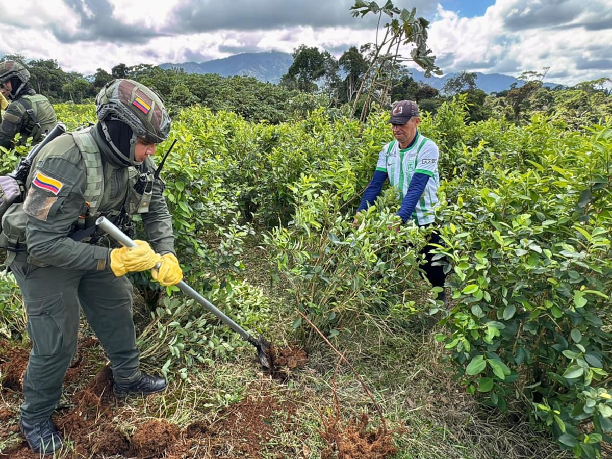 En Putumayo 8 mil familias reemplazarán más de 14 mil hectáreas de coca por cultivos legales