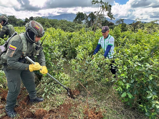 En Putumayo 8 mil familias reemplazarán más de 14 mil hectáreas de coca por cultivos legales.(Foto: Ministerio de Defensa Nacional)