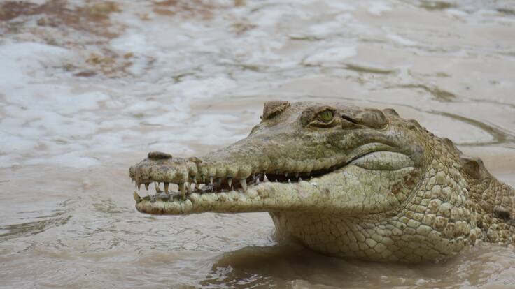 Reubicarán a 25 cocodrilos del orinoco en el Vichada
