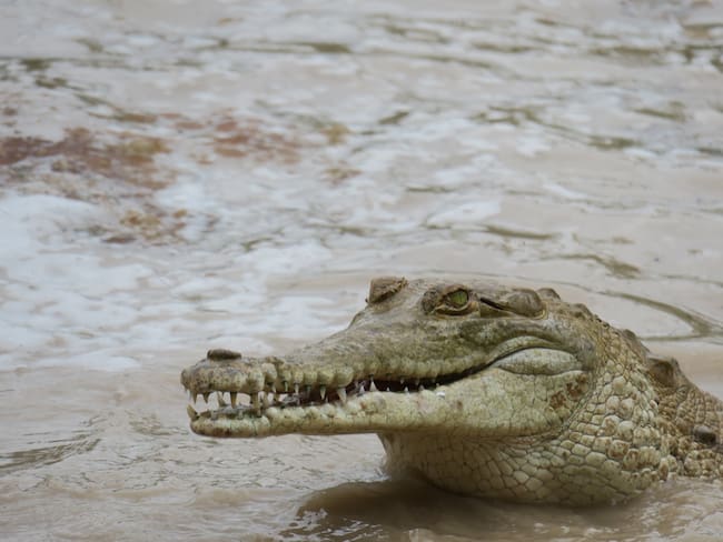 Reubicarán a 25 cocodrilos del orinoco en el Vichada