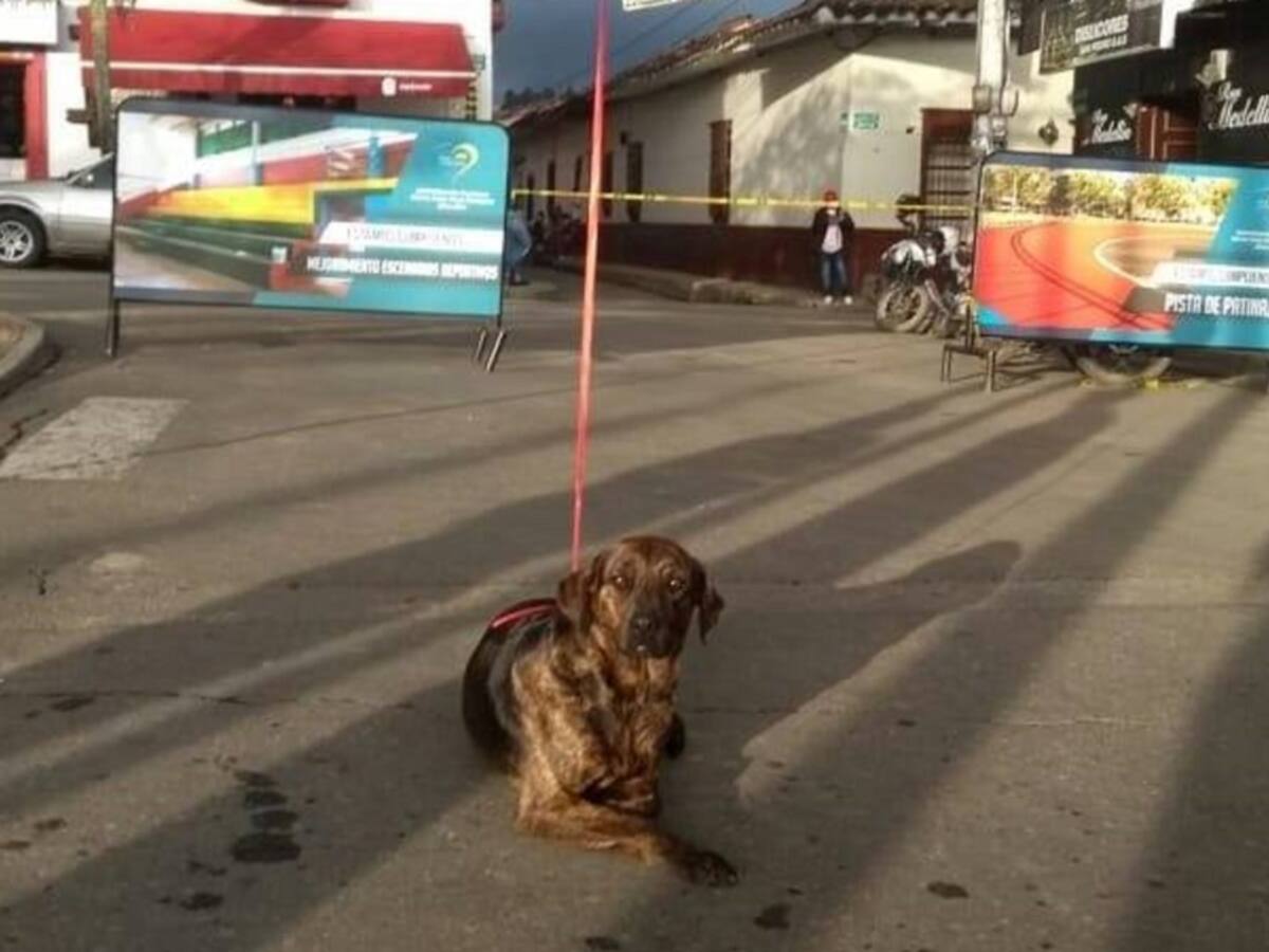 "Paisa soy": la fundación que rescata animales en San Pedro de los Milagros