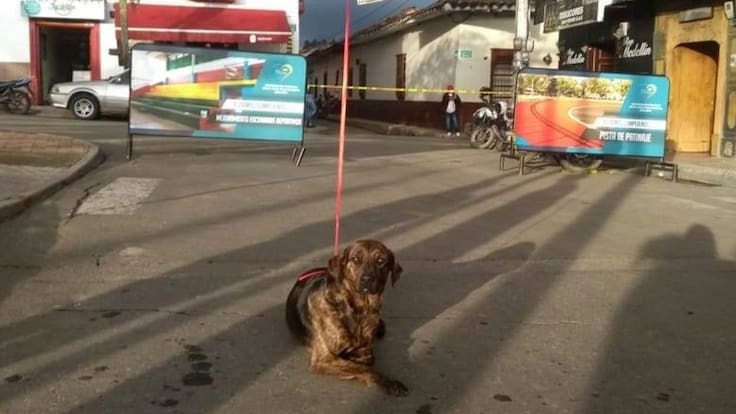 "Paisa soy": la fundación que rescata animales en San Pedro de los Milagros