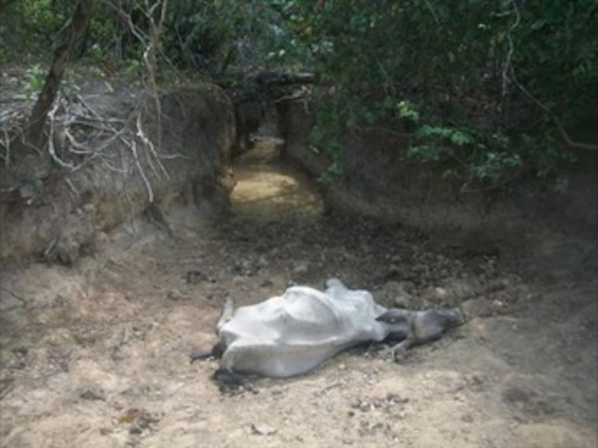 "Sequía en Casanare es una tragedia anunciada": MinAmbiente