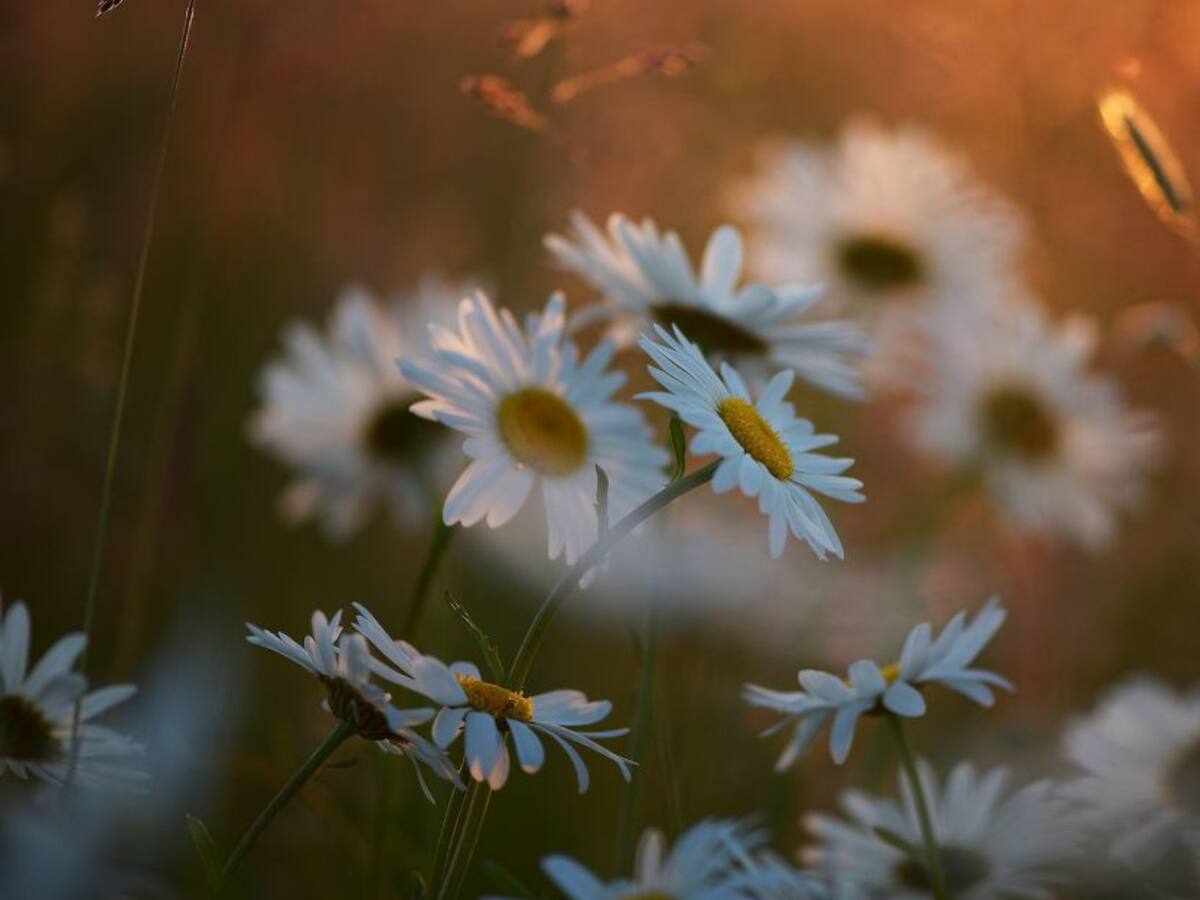 Conozca 'Curso Avanzado de Terapia Floral' de Ana María Santos