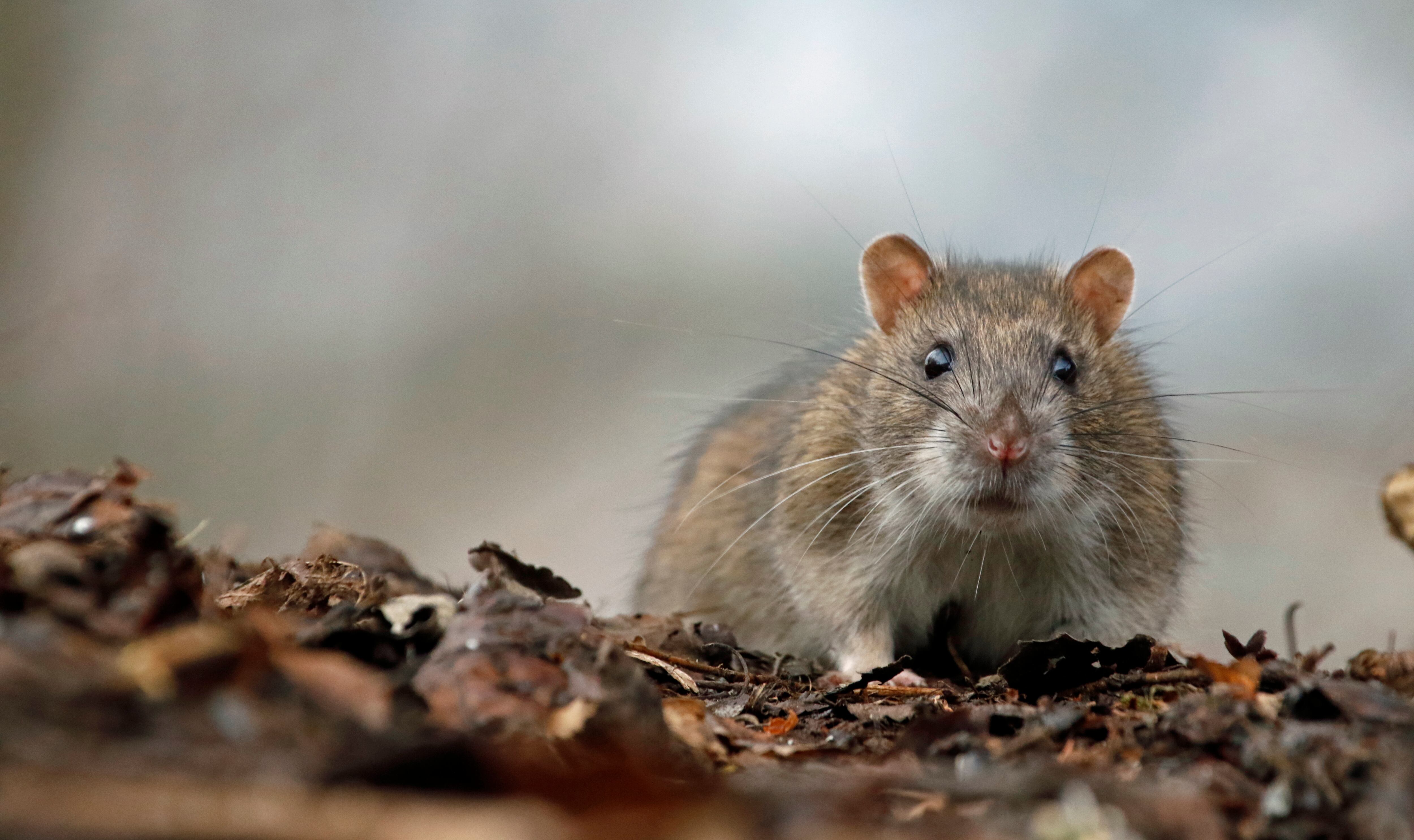 Truco para espantar a las ratas de la casa - Getty Images