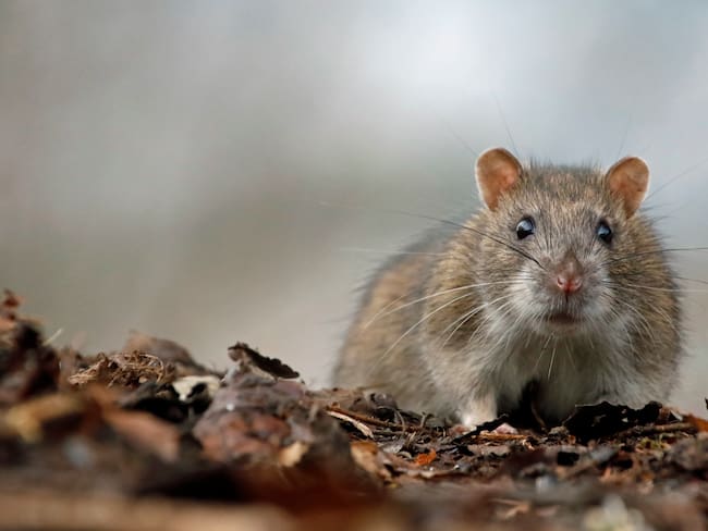Truco para espantar a las ratas de la casa - Getty Images