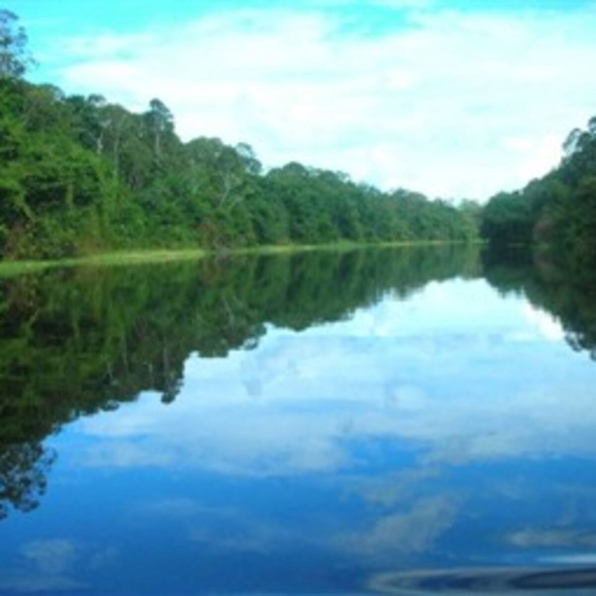Hallan 170 especies de peces en el Amazonas