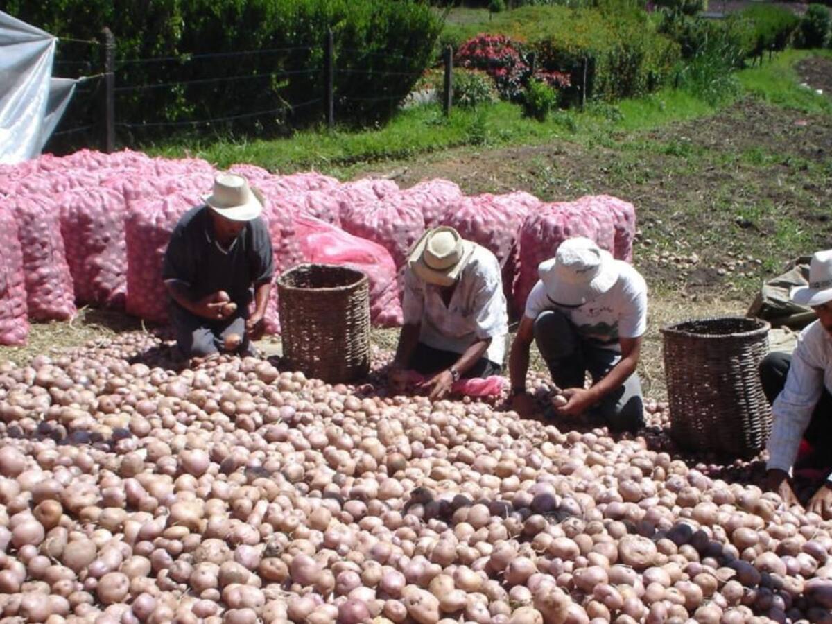 Entregarán subsidio a papicultores de Antioquia afectados por la pandemia