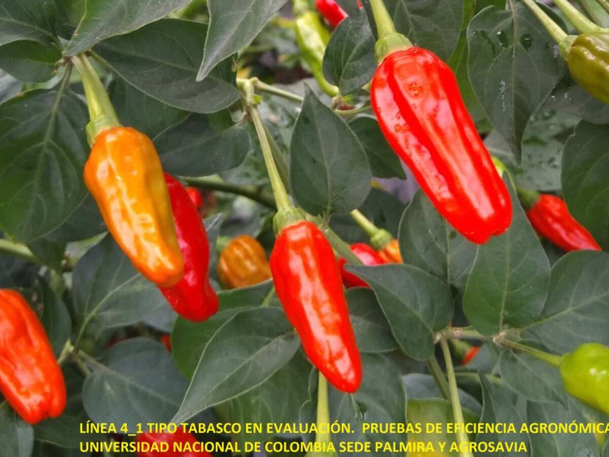 El ají no solo pica, también es de mucho alimento