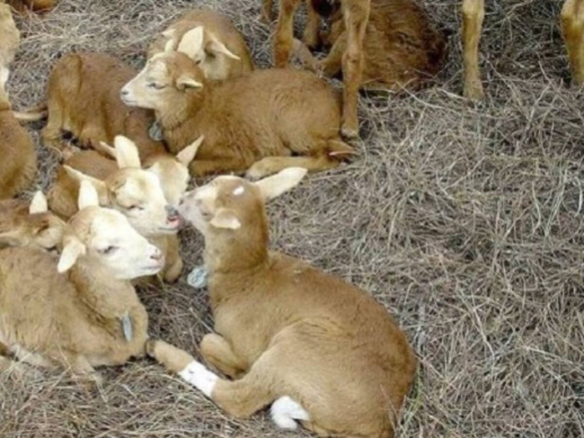 A comer carne de cordero, es deliciosa y de mucho alimento