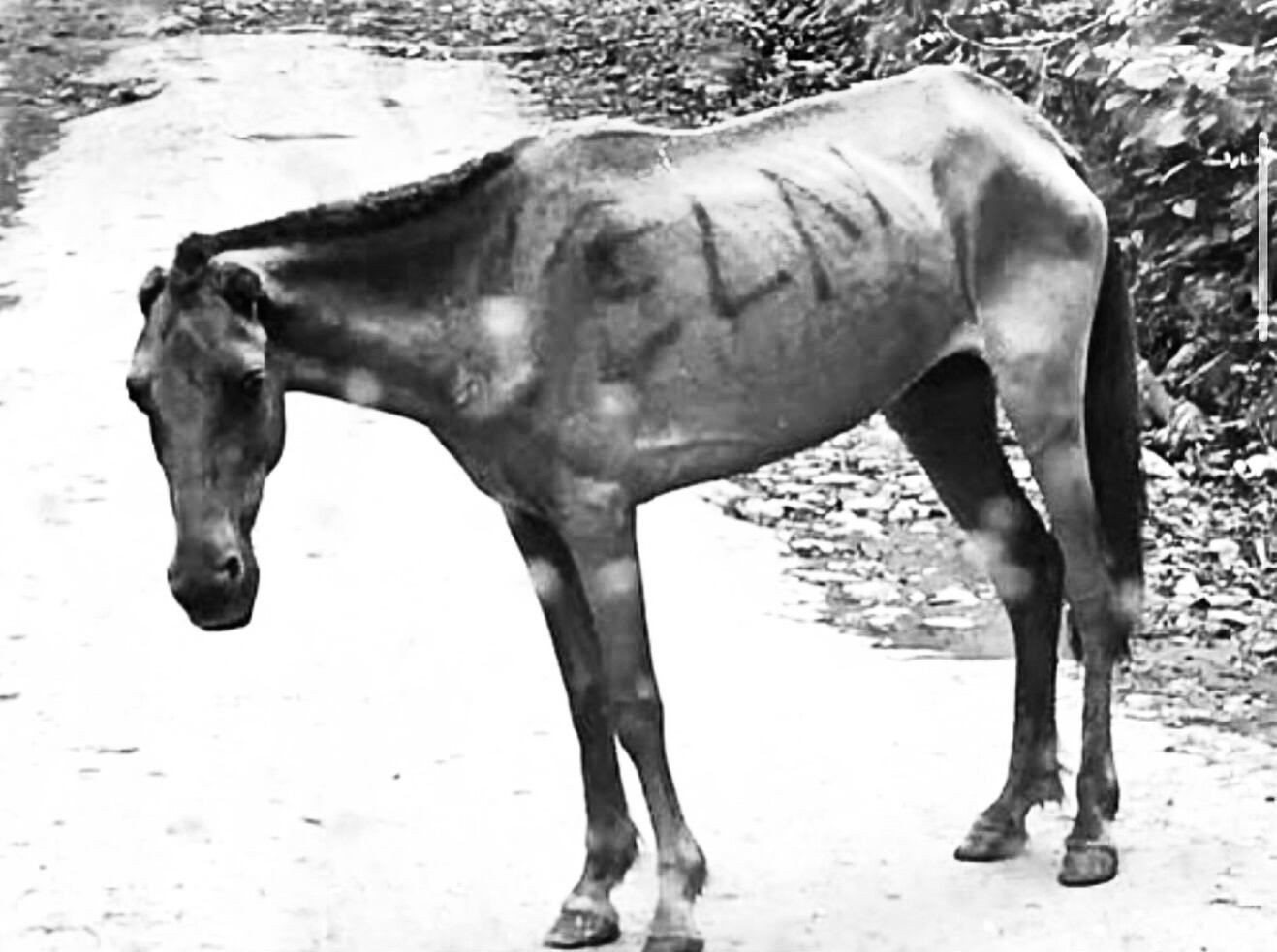 Mula marcada con siglas del ELN en la región del Catatumbo