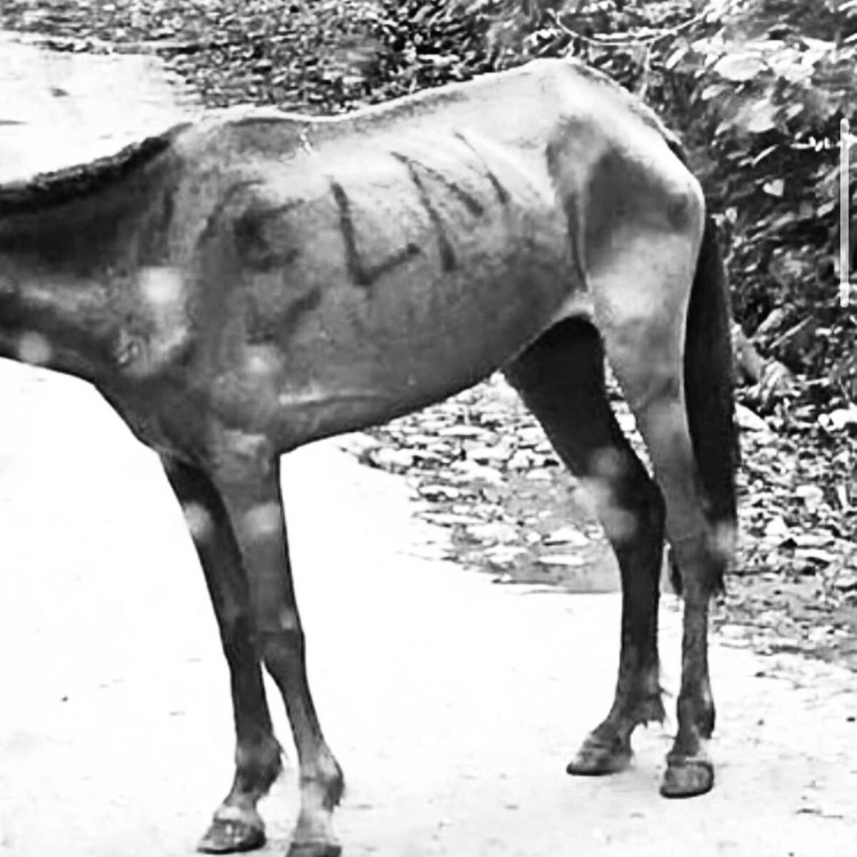 Reaparece el horror del “burro bomba”: ocho atentados con animales sacuden la memoria de Colombia