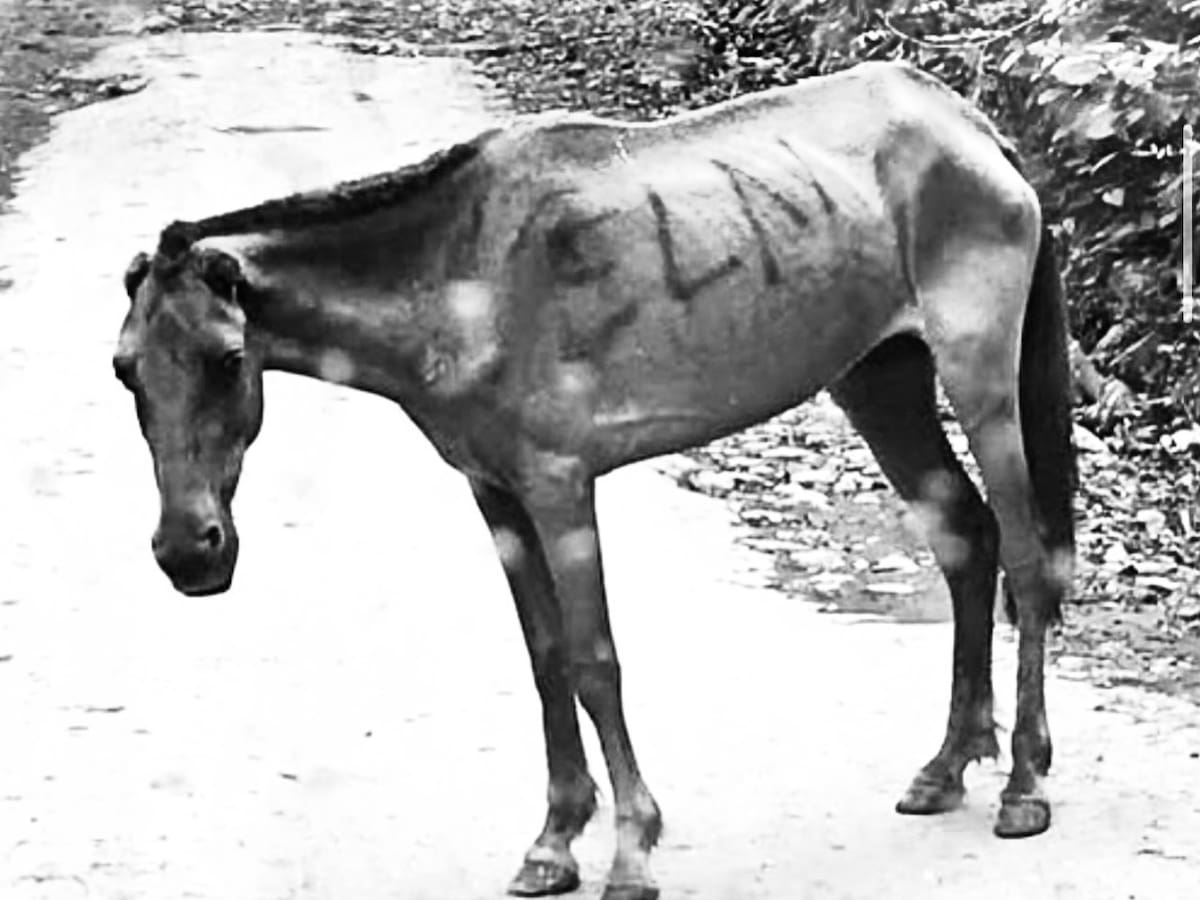Reaparece el horror del “burro bomba”: ocho atentados con animales sacuden la memoria de Colombia