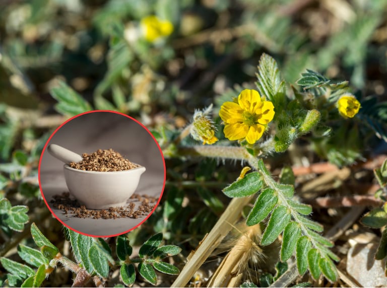 Tribulus terrestris / Plato con Tribulus terrestris triturada (Getty images)