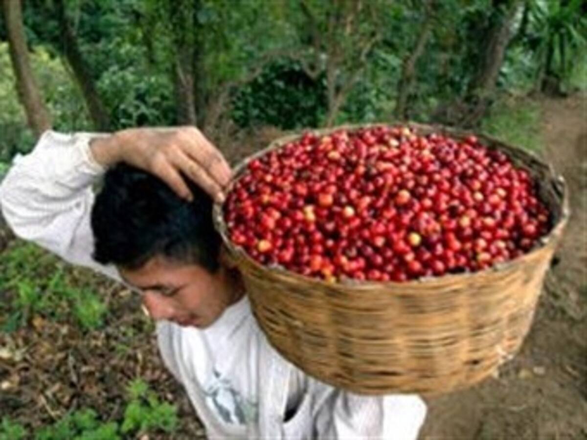 Minagricultura confirma recuperación de la cosecha de café en Colombia