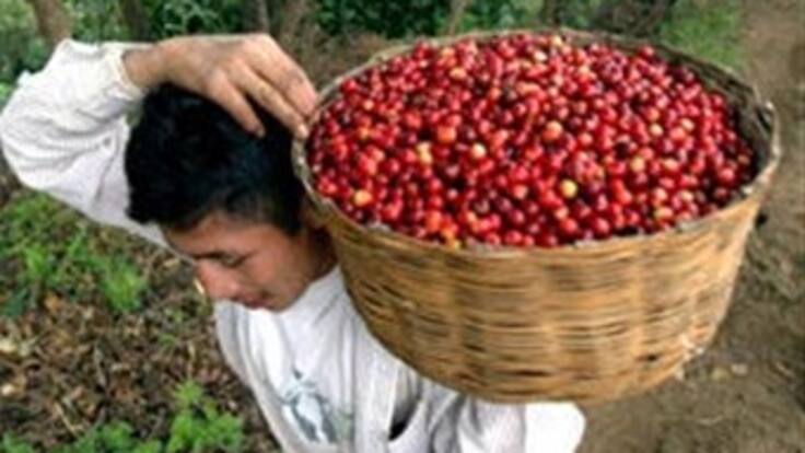 Minagricultura confirma recuperación de la cosecha de café en Colombia