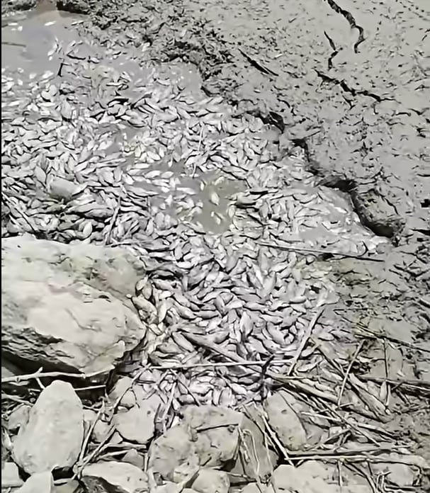 Sequía amenaza la Laguna del Ocho y provoca mortandad de peces en Otanche