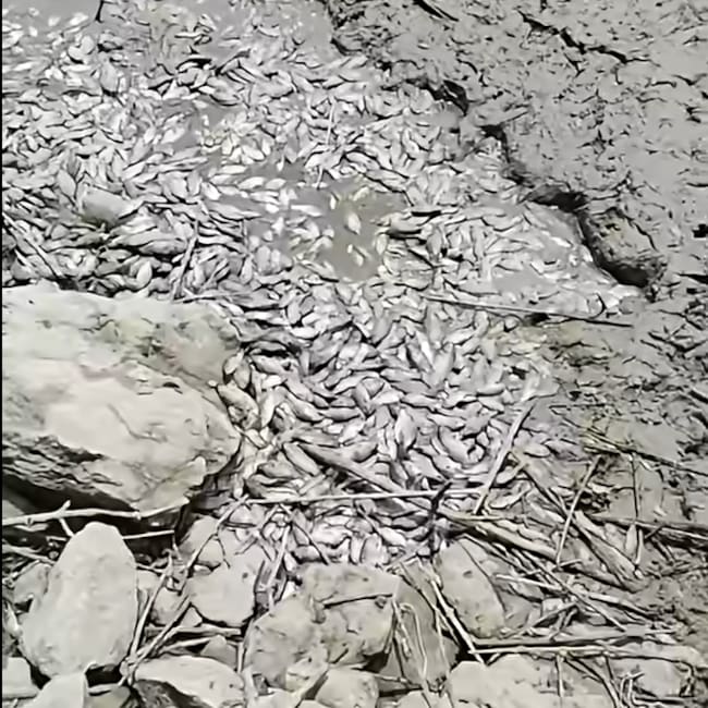 Sequía amenaza la Laguna del Ocho y provoca mortandad de peces en Otanche
