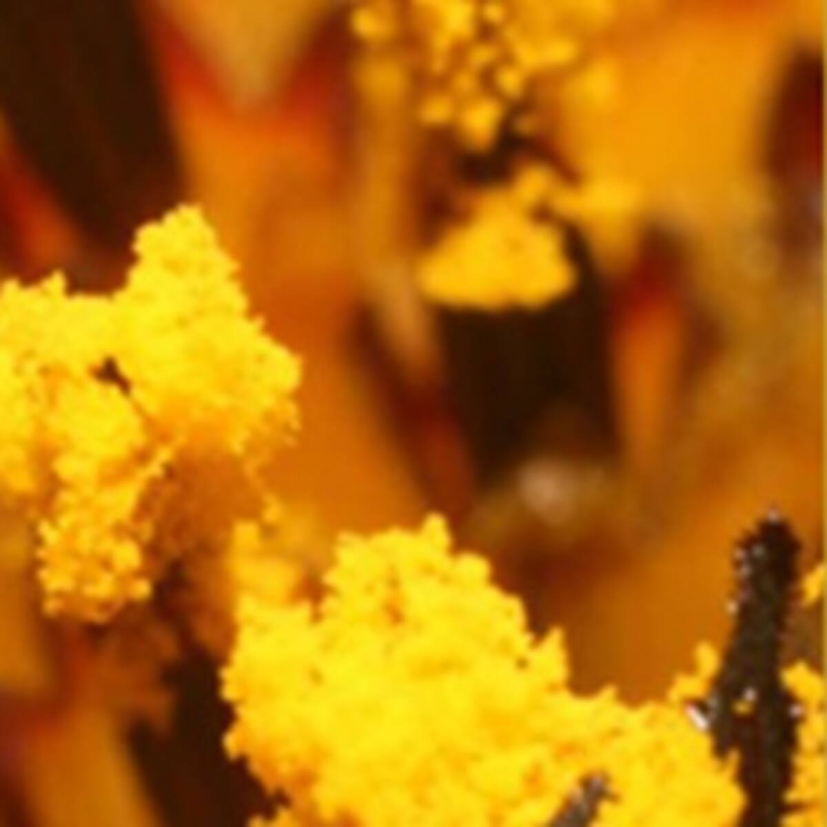 Polen y esporas permiten reconstruir ecosistemas pasados