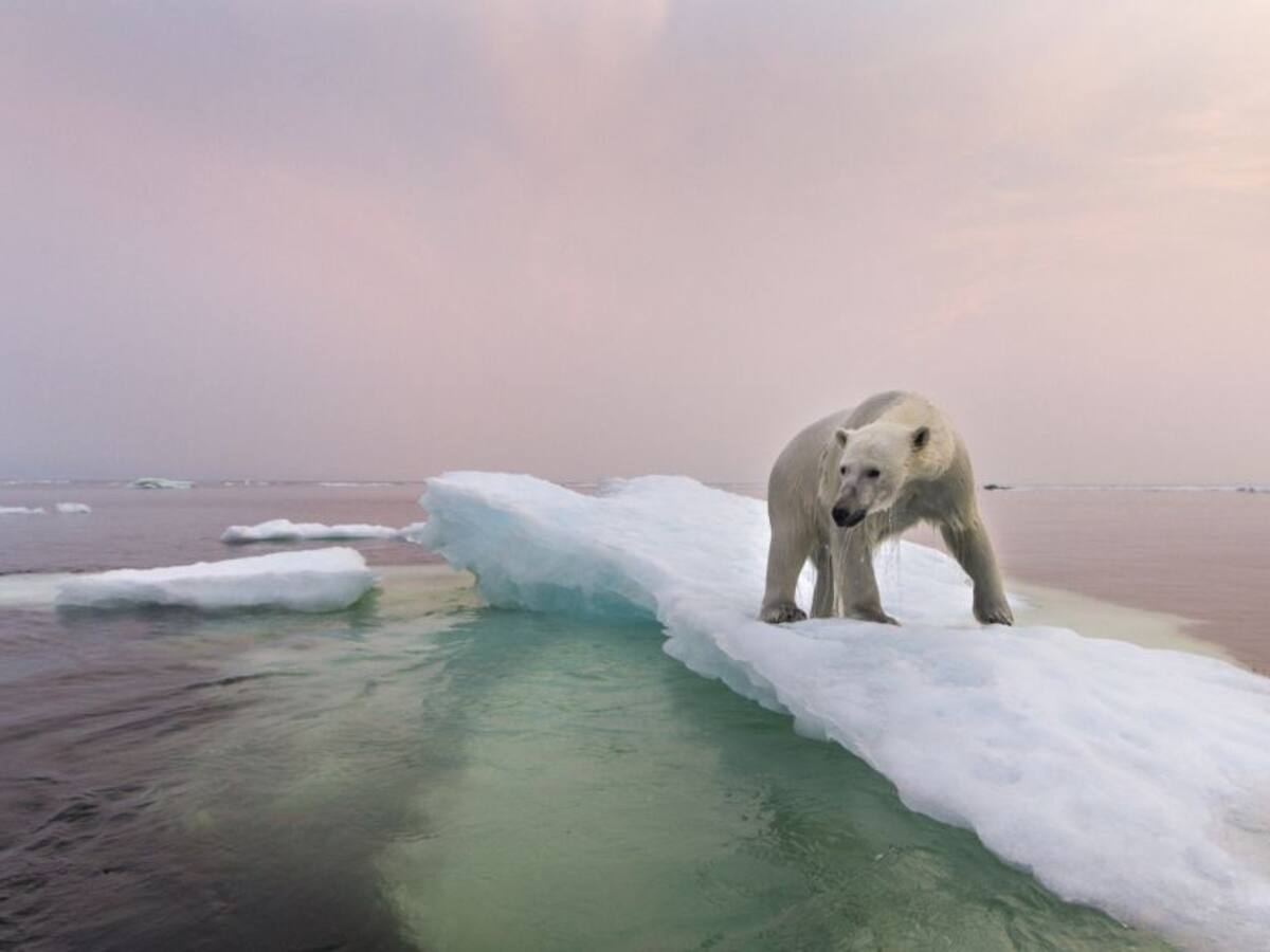 Comunidad científica advierte sobre la sexta extinción masiva: sería peor de lo previsto