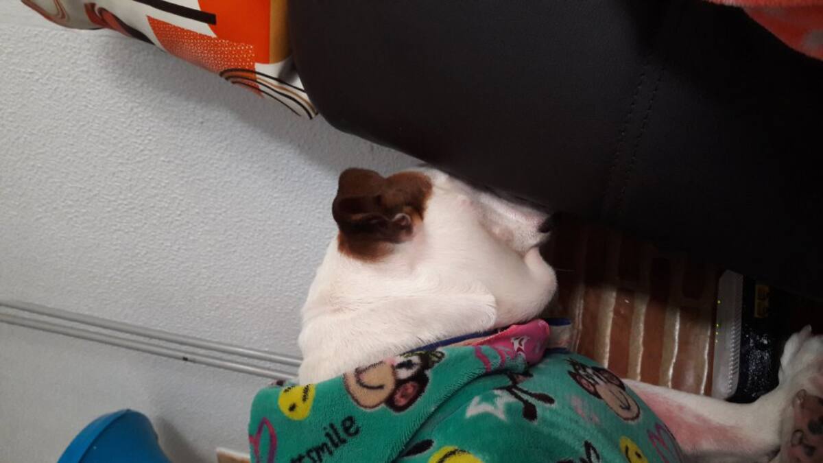Karen Pinzon nos envía la fotografía de su perrita que luego de hacer travesuras se esconde