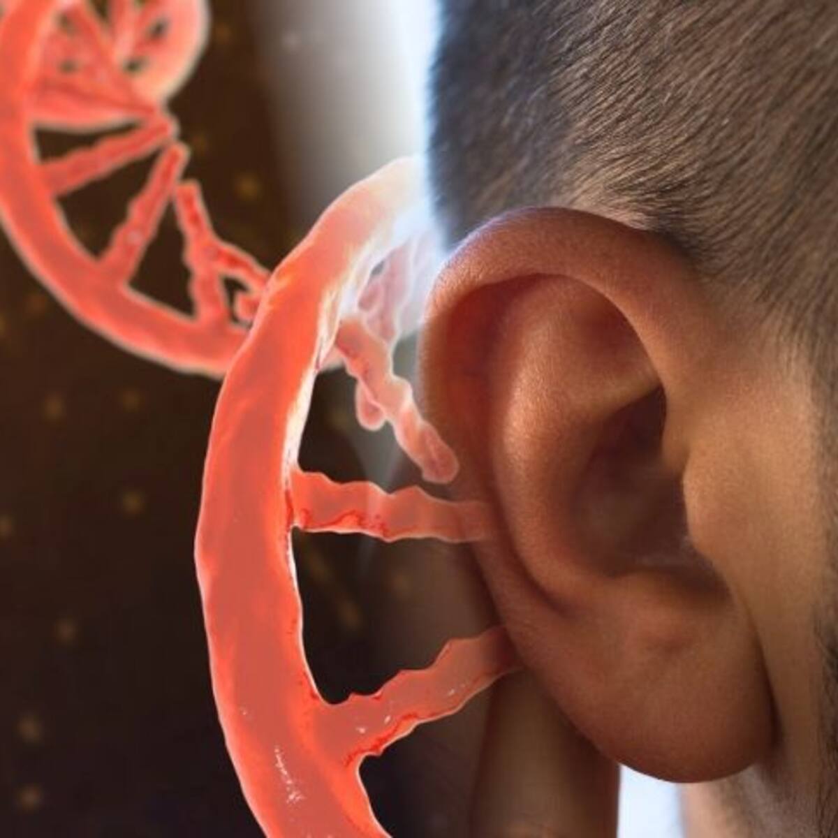 Estudio reveló que la terapia genética permite recuperar la audición