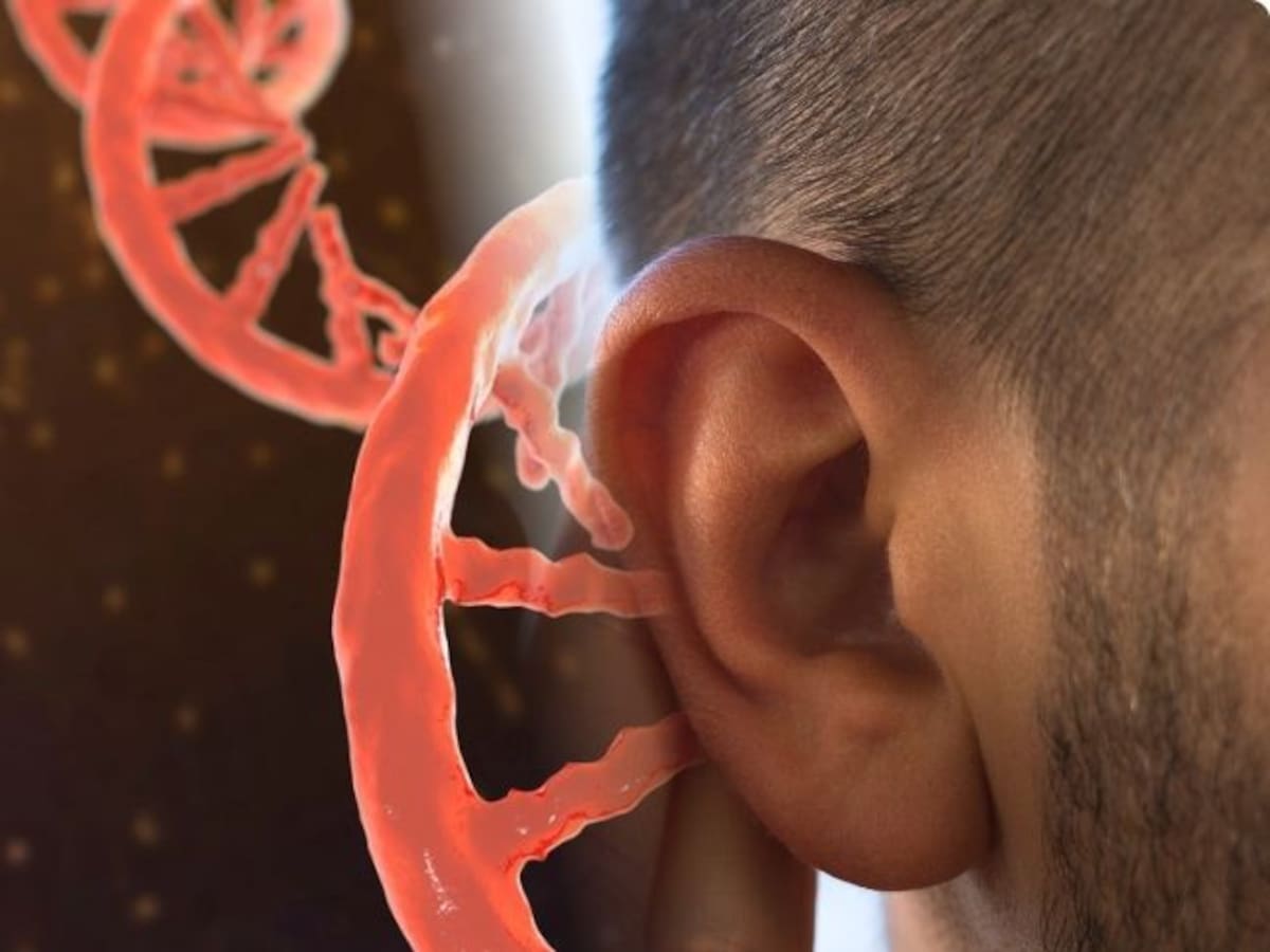 Estudio reveló que la terapia genética permite recuperar la audición