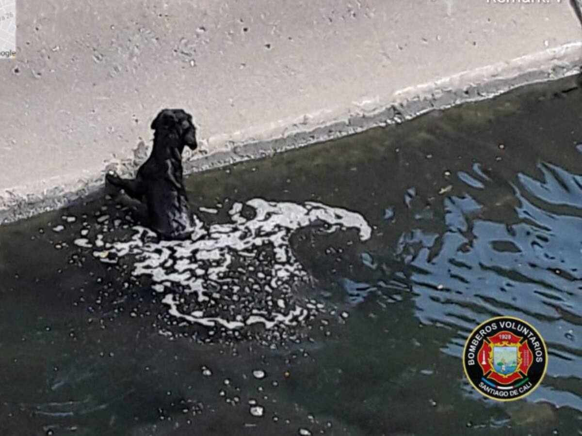 En lo corrido del año los bomberos de Cali han rescatado 547 animales