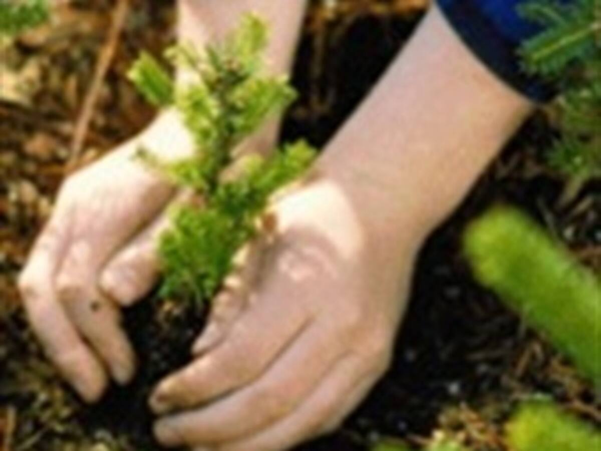 Así piensan reforestar un millón de hectáreas en diez años