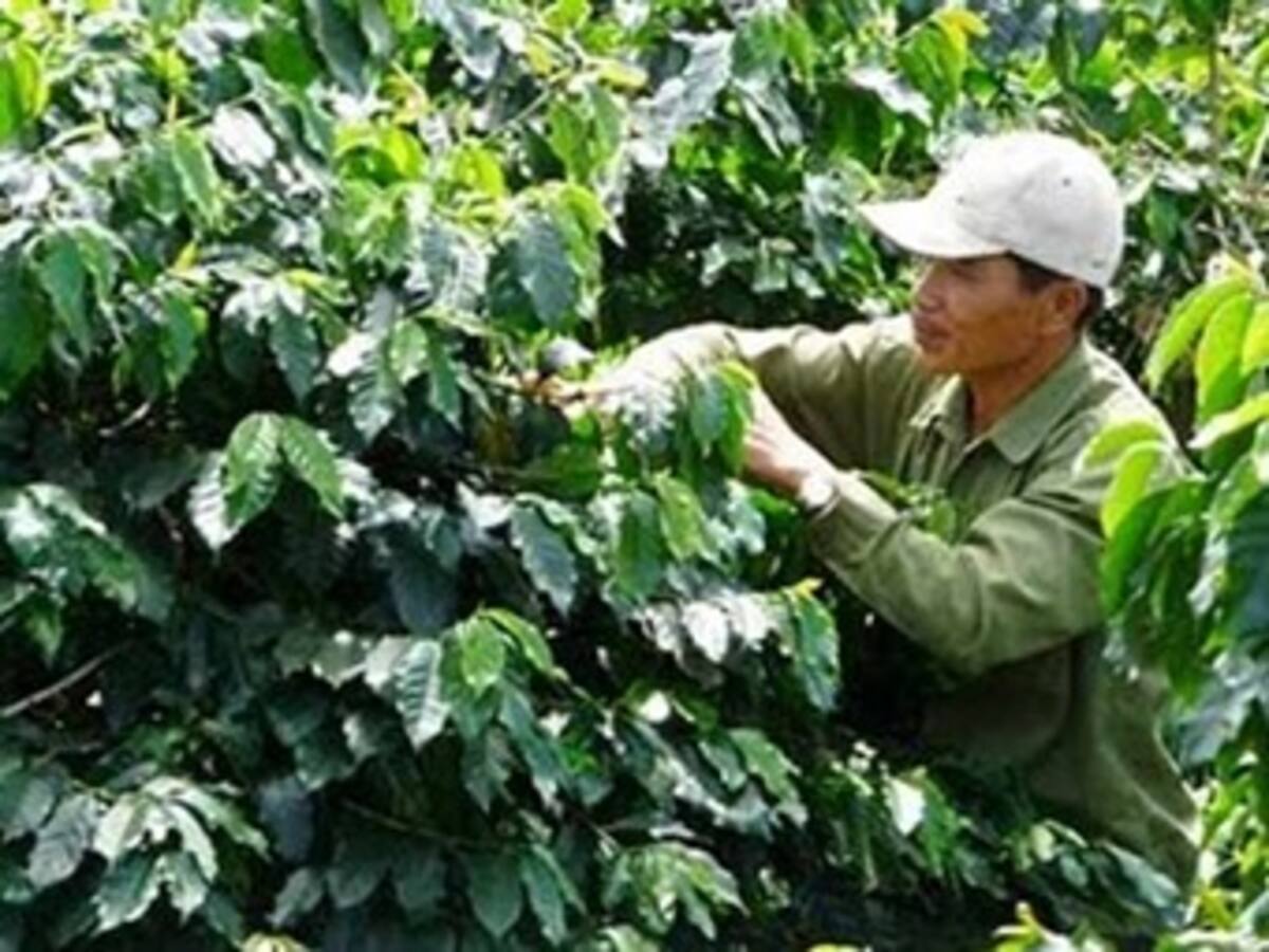 Vuelve a caer el precio interno del café en Risaralda