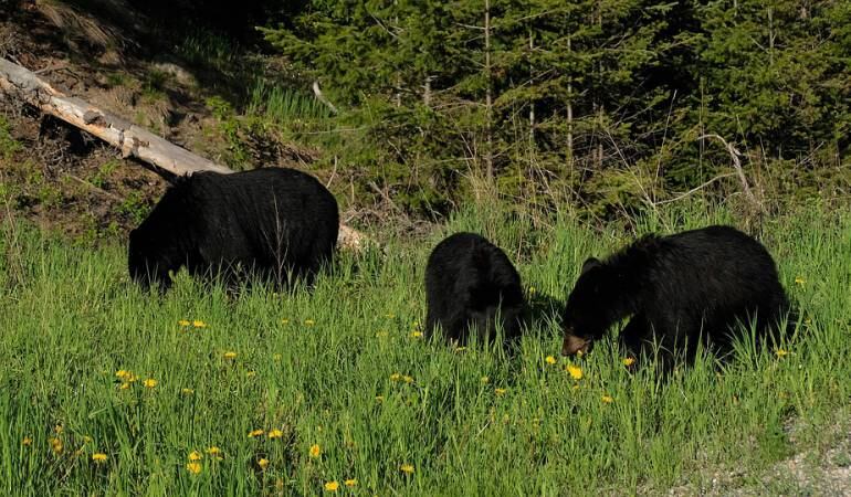 Imagen de referencia