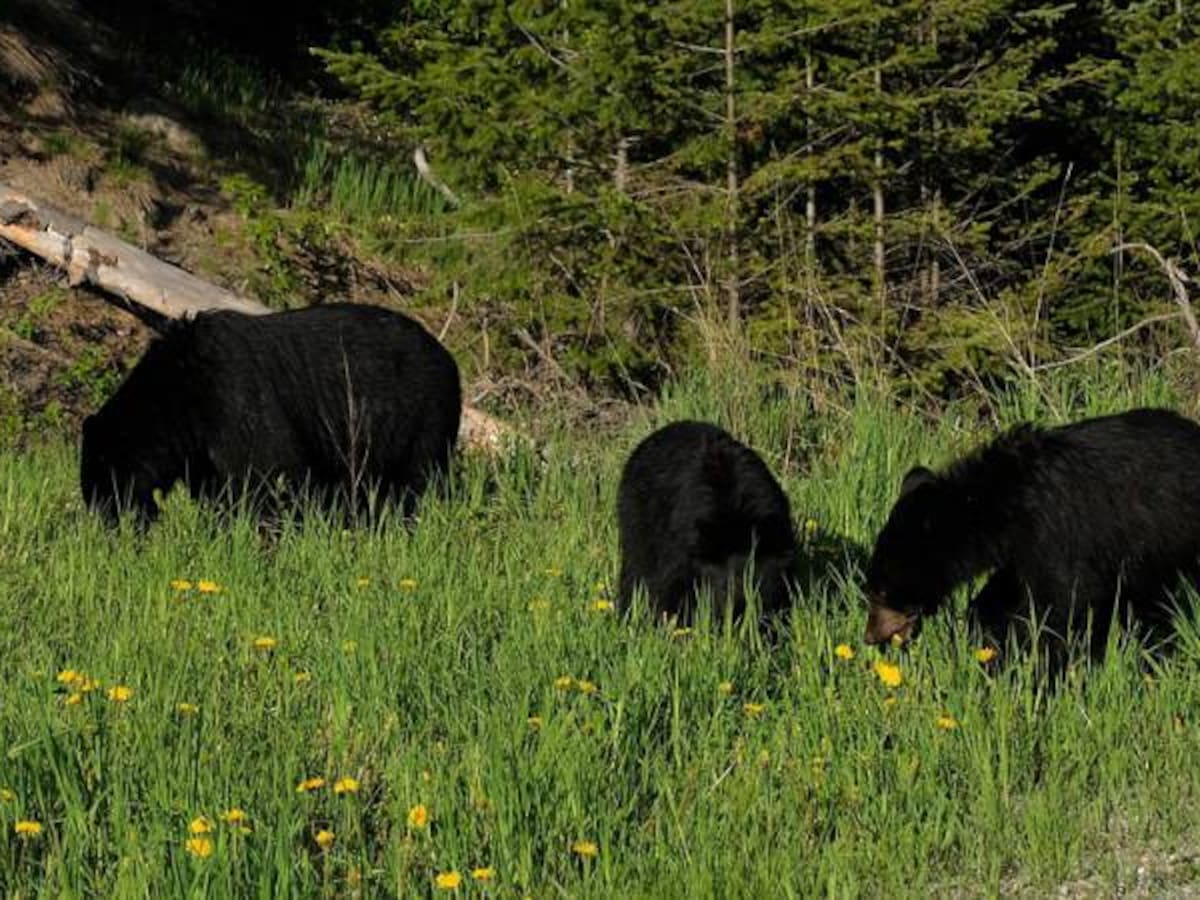 "¡Aquí viene la policía, corre!": tres osos al ser atrapados con las garras en la masa