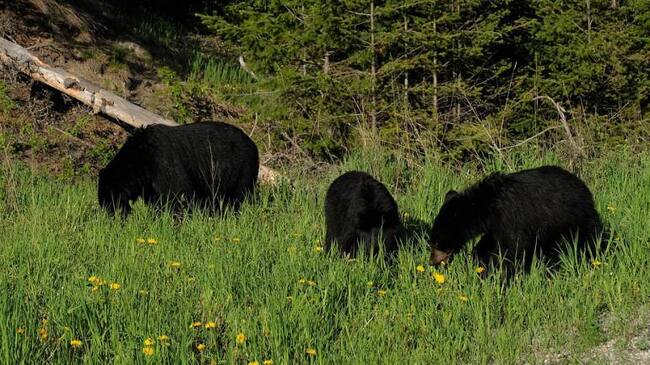 Imagen de referencia