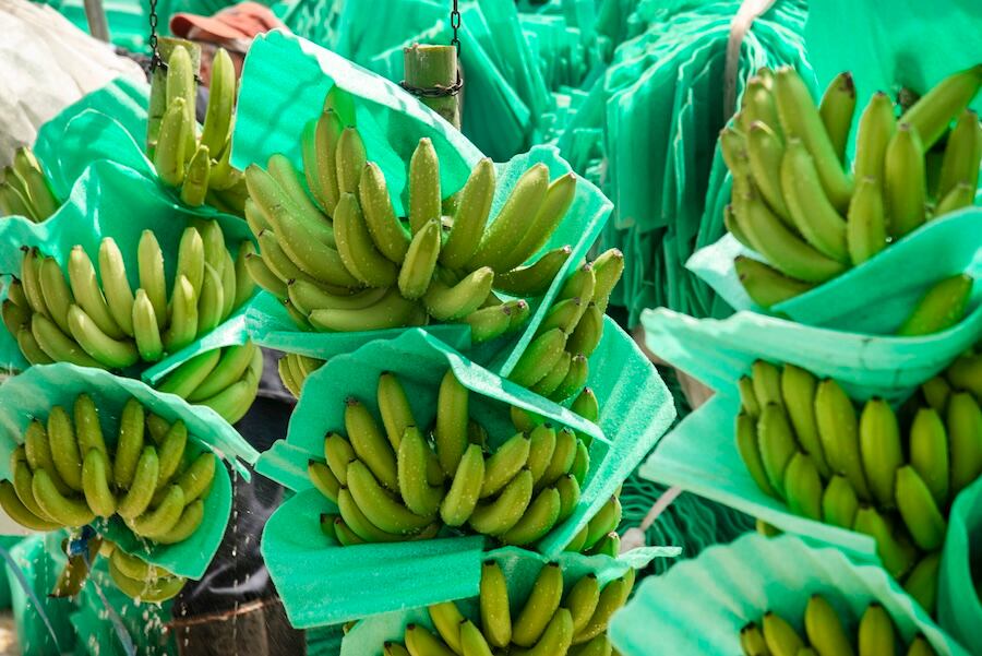 Bananeros alertan que producir en El Niño y con dólar bajo amenaza 200.000 empleos del sector. Foto: Asbama.