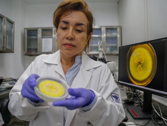 Descubren hongo absorbente de cadmio en Santander
